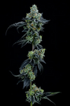 Thin Mint | Feminized | Cannabis Seeds