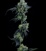 Thin Mint | Feminized | Cannabis Seeds