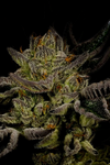 Trainwreck | Feminized | Cannabis Seeds