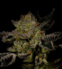 Trainwreck | Feminized | Cannabis Seeds