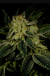 Triangle Kush | Autoflower | Cannabis Seeds