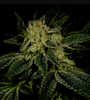 Triangle Kush | Autoflower | Cannabis Seeds