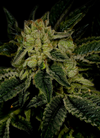 Triangle Kush  | Feminized | Cannabis Seeds