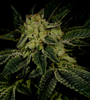 Triangle Kush  | Feminized | Cannabis Seeds