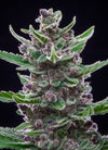 Tropicana Cookies Autoflower Feminized Cannabis Seeds | Fruity Hybrid