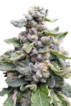 Tropicana Cookies  | Feminized | Cannabis Seeds