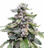 Tropicana Cookies  | Feminized | Cannabis Seeds