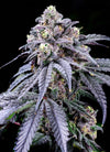 Trufflez  | Feminized | Cannabis Seeds