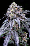 Trufflez  | Feminized | Cannabis Seeds