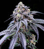 Trufflez  | Feminized | Cannabis Seeds