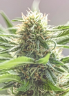 Trufflez  | Feminized | Cannabis Seeds