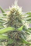 Trufflez  | Feminized | Cannabis Seeds