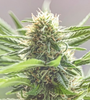 Trufflez  | Feminized | Cannabis Seeds