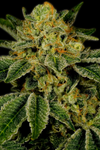 UK Cheese  | Feminized | Cannabis Seeds