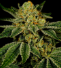 UK Cheese  | Feminized | Cannabis Seeds