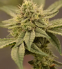 Watermelon Zkittlez  | Feminized | Cannabis Seeds