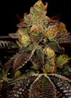 Wedding Cake  | Feminized | Cannabis Seeds