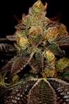 Wedding Cake  | Feminized | Cannabis Seeds