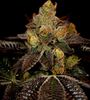 Wedding Cake  | Feminized | Cannabis Seeds