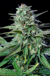 Wedding Crasher | Feminized | Cannabis Seeds