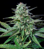 Wedding Crasher | Feminized | Cannabis Seeds