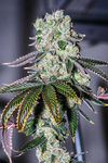 Wedding Pie | Feminized | Cannabis Seeds