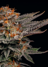 White Cherry Gelato | Feminized | Cannabis Seeds