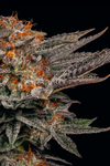 White Cherry Gelato | Feminized | Cannabis Seeds