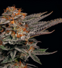 White Cherry Gelato | Feminized | Cannabis Seeds