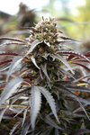 White Runtz | Feminized | Cannabis Seeds