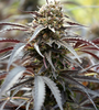 White Runtz | Feminized | Cannabis Seeds