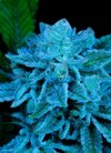 White Russian | Feminized | Cannabis Seeds