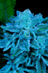 White Russian | Feminized | Cannabis Seeds