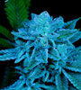 White Russian | Feminized | Cannabis Seeds