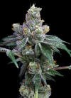 White Tahoe Cookies | Feminized | Cannabis Seeds