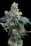 White Tahoe Cookies | Feminized | Cannabis Seeds