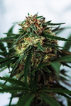 White Truffle | Feminized | Cannabis Seeds