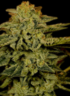 Amsterdam Mix Cannabis Seeds | Dutch Classics Collection  | Cannabis Seeds