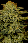 Amsterdam Mix Cannabis Seeds | Dutch Classics Collection  | Cannabis Seeds