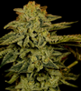 Amsterdam Mix Cannabis Seeds | Dutch Classics Collection  | Cannabis Seeds