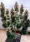 CBD | White Widow | Feminized Seeds