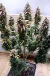 CBD | White Widow | Feminized Seeds