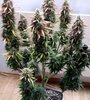 CBD | White Widow | Feminized Seeds