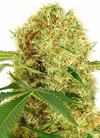 Widow | 15 Cannabis Seeds Mix Pack