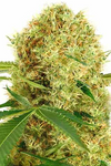 Widow | 15 Cannabis Seeds Mix Pack