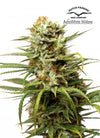 The Urban Grove Collection | Dutch Classic Cannabis Seeds Pack