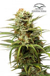 The Urban Grove Collection | Dutch Classic Cannabis Seeds Pack