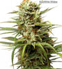 The Urban Grove Collection | Dutch Classic Cannabis Seeds Pack