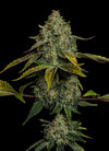 Yellow Zushi | Feminized | Cannabis Seeds