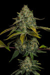 Yellow Zushi | Feminized | Cannabis Seeds